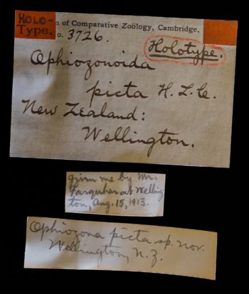 Media type: image;   Invertebrate Zoology OPH-3726 Description: Original handwritten specimen labels;  Aspect: labels